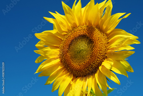 Field of beautiful yellow sunflowers