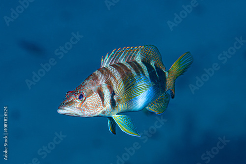 Painted comber in the Mediterranean Sea
