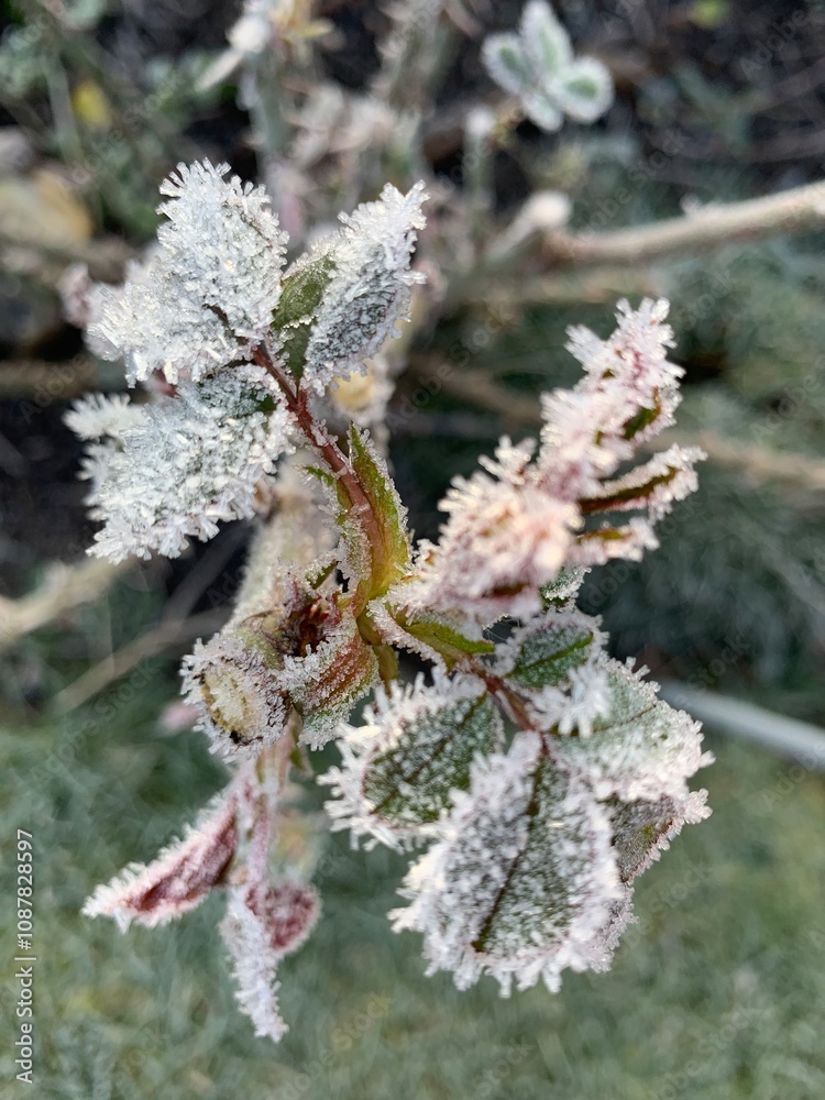 beautiful frosted leaf in winter morning beautiful frosted leaf in winter morning