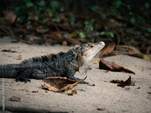 iguana on the rock
