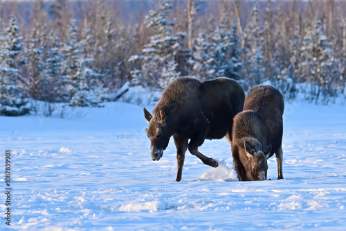 A young moose (Alces alces) digs in a snowy Alaska field in search of food as a second moose kneels to eat. photo