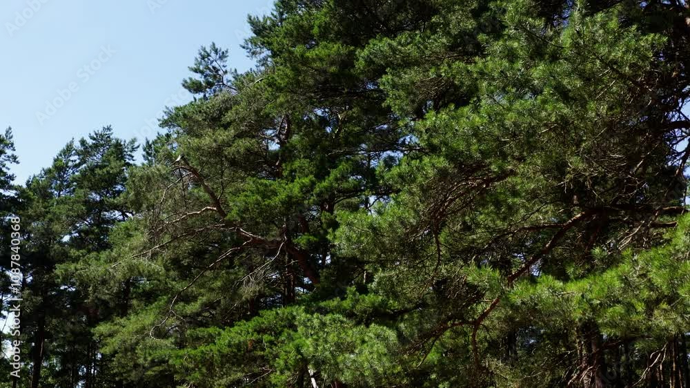 Green pine tree branches Green pine tree branches
