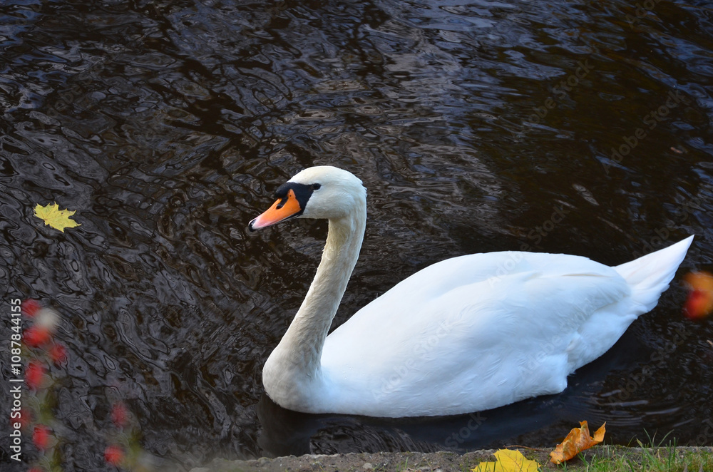 Fototapeta premium One white mute swan (cygnus olor) swims in autumn lake .Closeup photo . Free copy space.