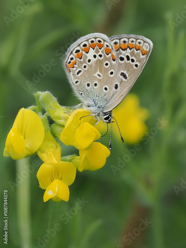 Motyl modraszek ikar na żółtych kwiatach komonicy zwyczajnej photo