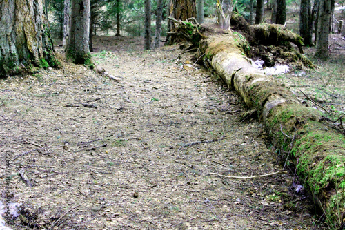 A fallen tree in a coniferous forest, close-up