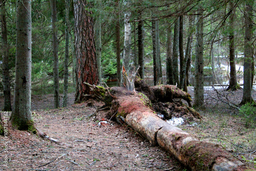 A fallen tree in a coniferous forest, close-up