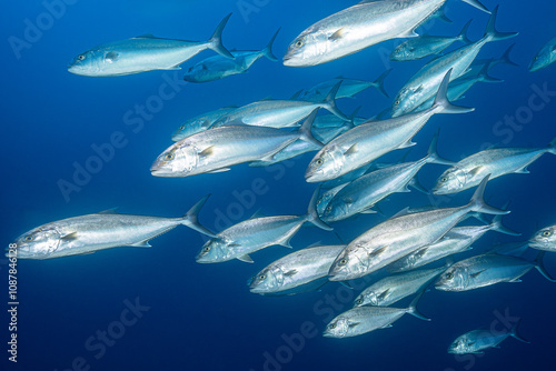 School of amberjacks in the Mediterranean Sea