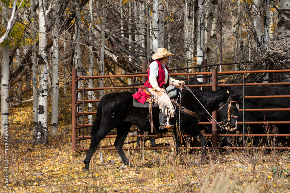 Senior woman in pink western outfit riding a black horse with western tack in front of Angus cattle corrals in the sagebrush and aspen trees in Wyoming Senior woman in pink western outfit riding a black horse with western tack in front of Angus cattle corrals in the sagebrush and aspen trees in Wyoming