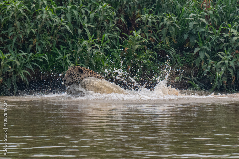 Jaguar in Pantanal, Brazil Jaguar in Pantanal, Brazil