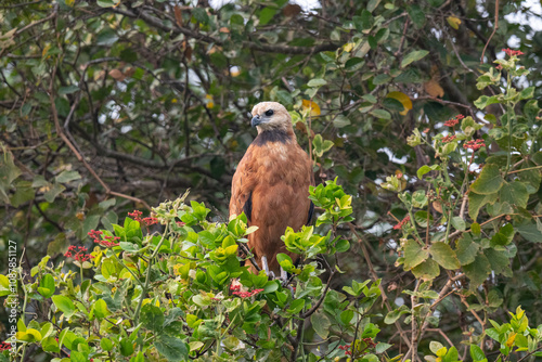 Birds of Pantanal, Brazil