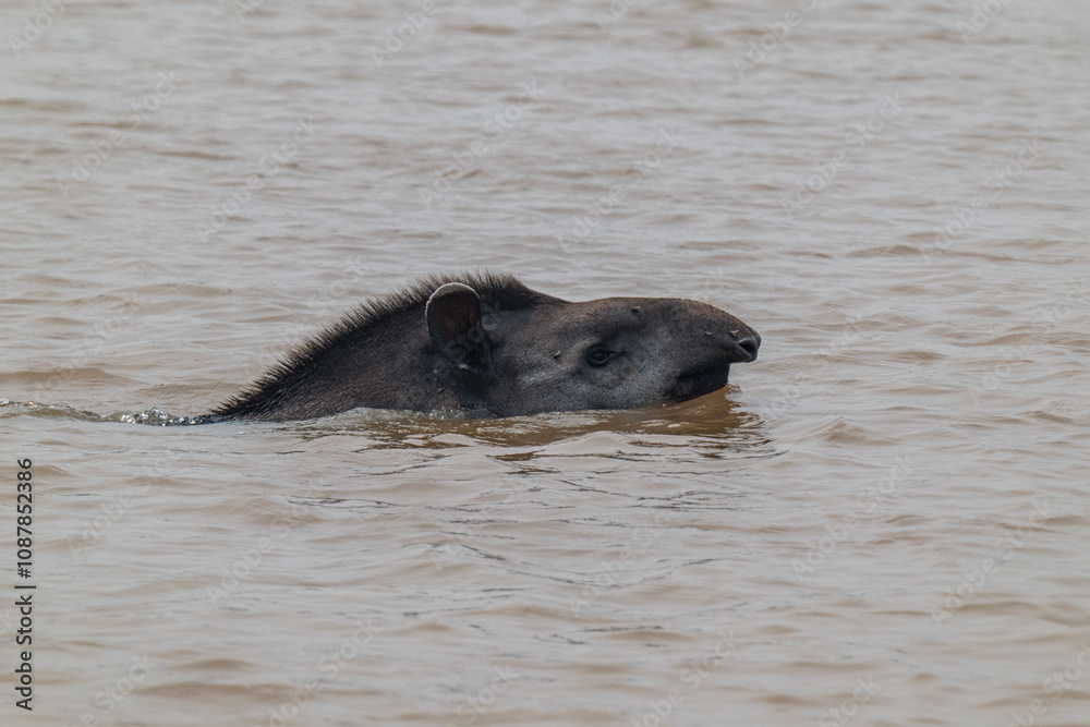 Fototapeta premium Tapir in Pantanal, Brazil