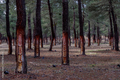 Pine forests of Scots pine Pinus pinaster in the pine forests of Segovia.