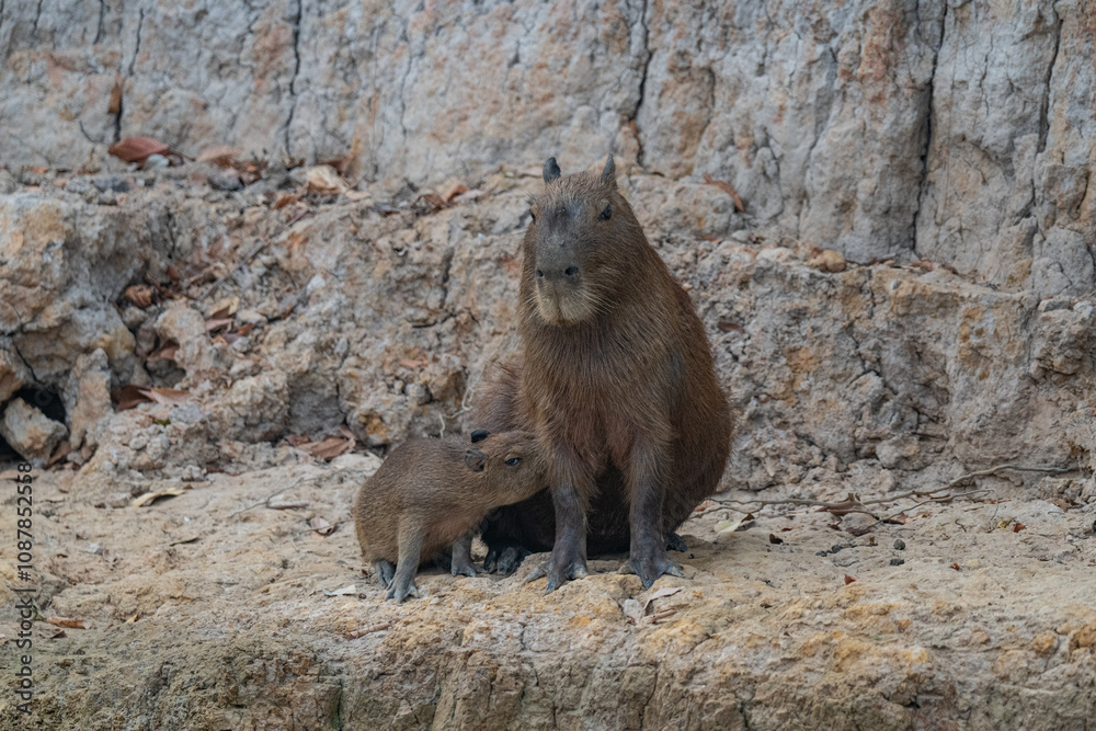 Fototapeta premium Capybara, Brazil