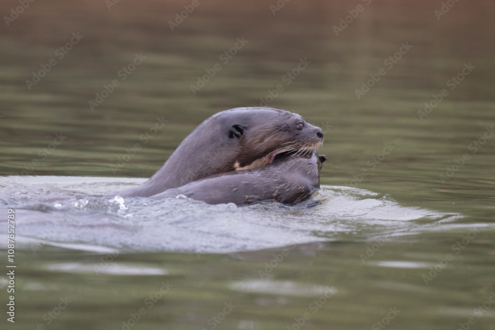 Fototapeta premium Giant otter ,Pantanal, Brazil