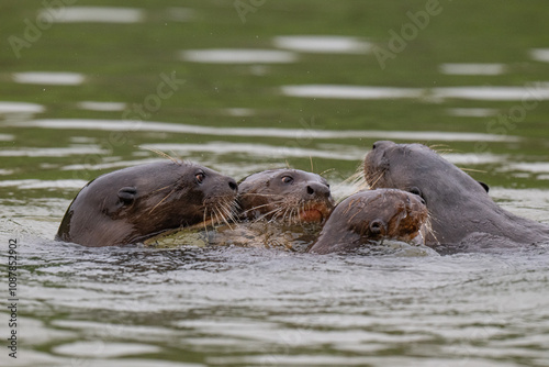 Giant otter ,Pantanal, Brazil photo