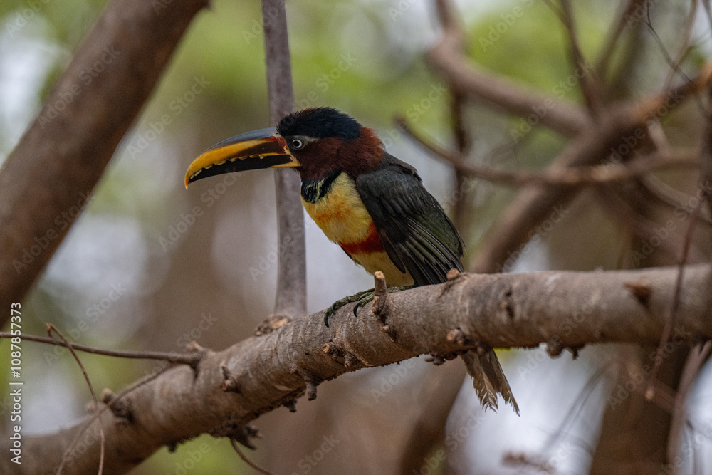 Obraz premium Toucan, Brazil