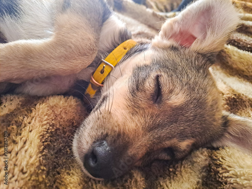 cute little puppy with a muzzle sleeping wolf cub close up photo