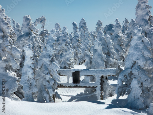 Japanese traditional Torii Gate buried under deep snow in a forest photo