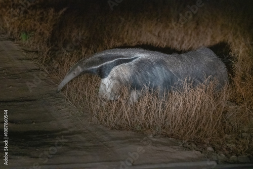 Gaint Anteater, Brazil photo