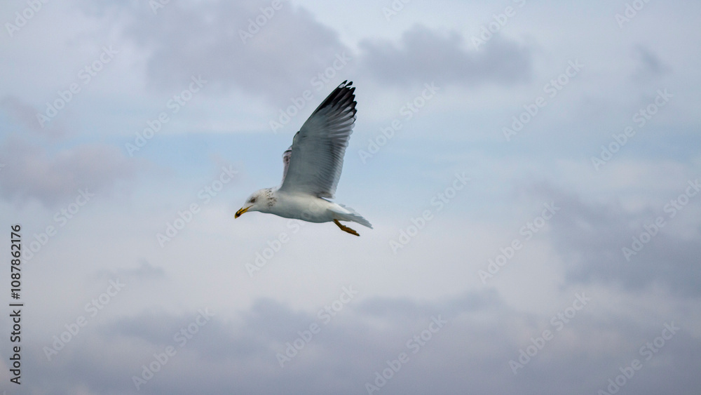 Fototapeta premium Beautiful Seagull Flying Near the Beach.