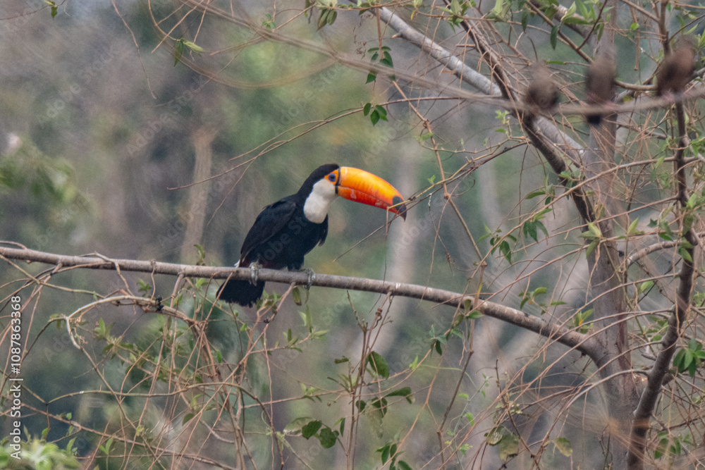 Birds of Pantanal, Brazil