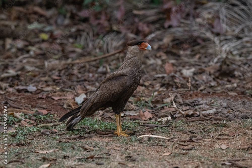 Fototapeta premium Birds of Pantanal, Brazil