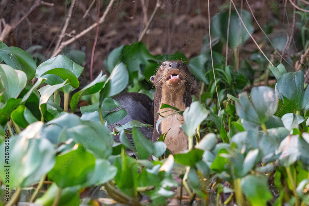 Obraz premium Giant otters, Pantanal, Brazil