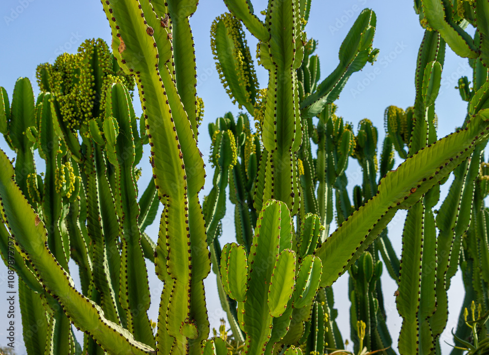 Dense cluster of green cactus plants with multiple tall, segmented stems covered in spines, the cacti are set against a clear blue sky, highlighting their vibrant green color and unique structure Dense cluster of green cactus plants with multiple tall, segmented stems covered in spines, the cacti are set against a clear blue sky, highlighting their vibrant green color and unique structure