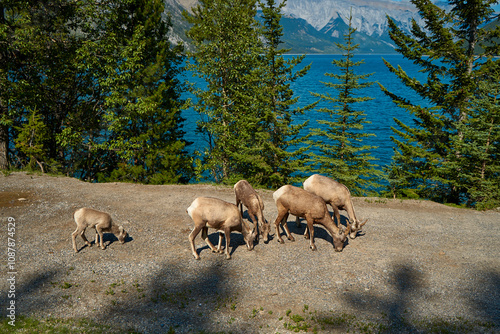 A herd of big horn sheep walk in the summer near the beautiful Lake Minewanka in the mountains of Banff National Park in Canada photo