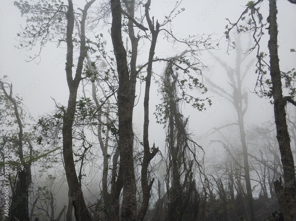 Fototapeta premium Jungle in the mountains in the fog after a storm. Forest in the fog. Trees, palm trees and branches are broken around after a volcanic eruption.