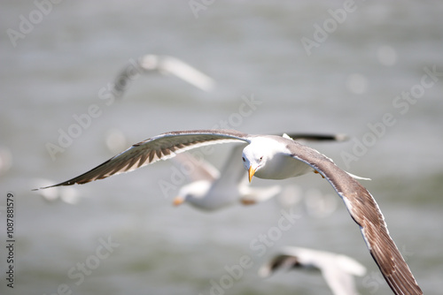 Möwe und Vögel an Ostsee und Nordsee