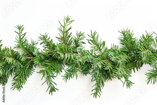 A single branch of a fir tree against a white background, perfect for decorating or design