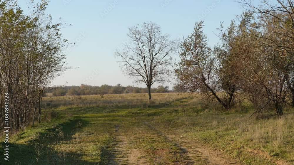 A rural path with a lone tree and grassy fields under a clear blue sky, lined with sparse bushes and trees. Early autumn creates a serene, natural countryside atmosphere. A rural path with a lone tree and grassy fields under a clear blue sky, lined with sparse bushes and trees. Early autumn creates a serene, natural countryside atmosphere.