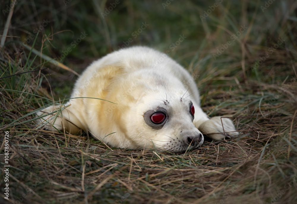 An extremely rare albino grey seal pup with white fur and striking red eyes, lying on grassy terrain in its natural coastal habitat. An extremely rare albino grey seal pup with white fur and striking red eyes, lying on grassy terrain in its natural coastal habitat.