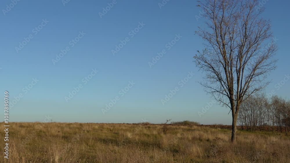 Serene landscape with a solitary tree against a clear blue sky on an open field.