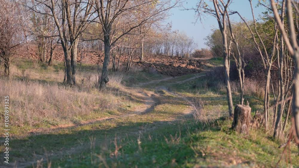 A serene rural path winds through a wooded area, bathed in the soft light of late afternoon, inviting a peaceful walk in nature. A serene rural path winds through a wooded area, bathed in the soft light of late afternoon, inviting a peaceful walk in nature.