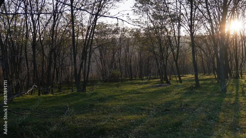 The camera gently pans across the forest as the evening sun filters through the trees, casting elongated shadows and bathing the landscape in a warm, tranquil glow, enhancing the serene setting. The camera gently pans across the forest as the evening sun filters through the trees, casting elongated shadows and bathing the landscape in a warm, tranquil glow, enhancing the serene setting.