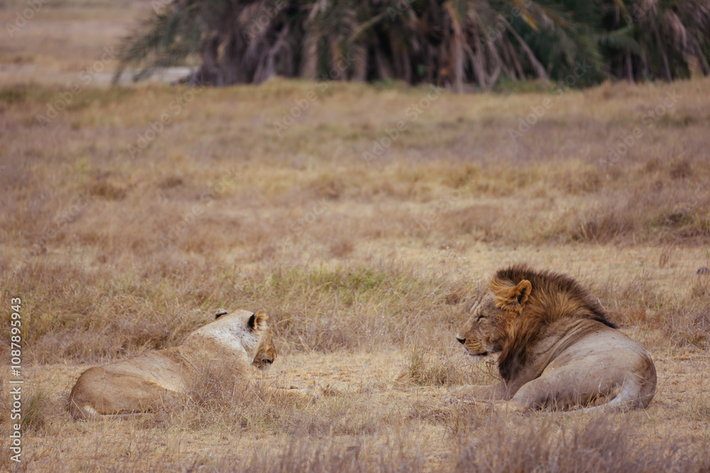 Lazy lion Lazy lion