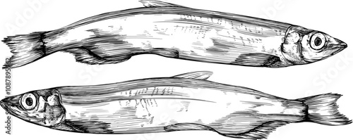 Hand drawn fish set. Black and white engraved ink. Isolated detailed seafood illustration elements on white background collection.