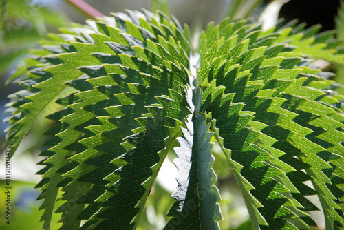 Leaves of a melianthus major honeybush plant photo