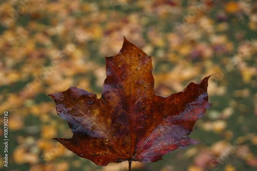 Close up of a maple leaf