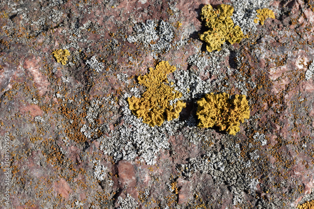 Yellow lichen grows on red granite stone, macro photo Yellow lichen grows on red granite stone, macro photo