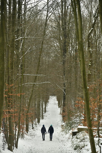 Chemin enneigé entre les hêtres de la forêt de Soignes à Woluwe-St-Pierre (Bruxelles)  photo