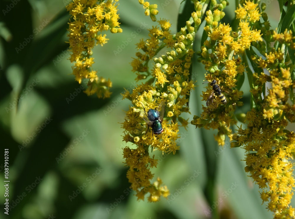 mouche Lucilia sur fleur jaune mouche Lucilia sur fleur jaune