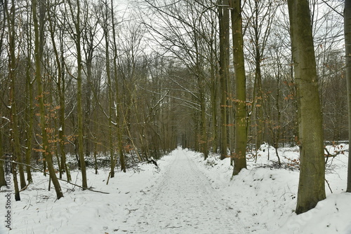 Chemin sous la neige entre les hêtres de la forêt de Soignes à Woluwe-St-Pierre (Bruxelles)  photo