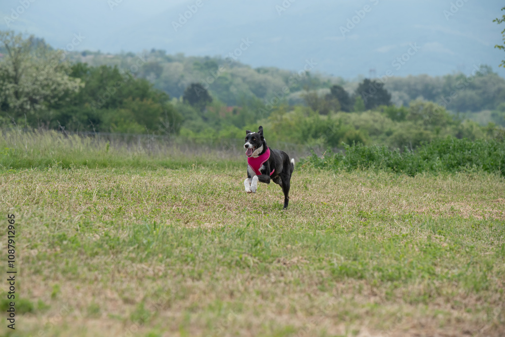 Black and white rescued in a meadow Black and white rescued in a meadow