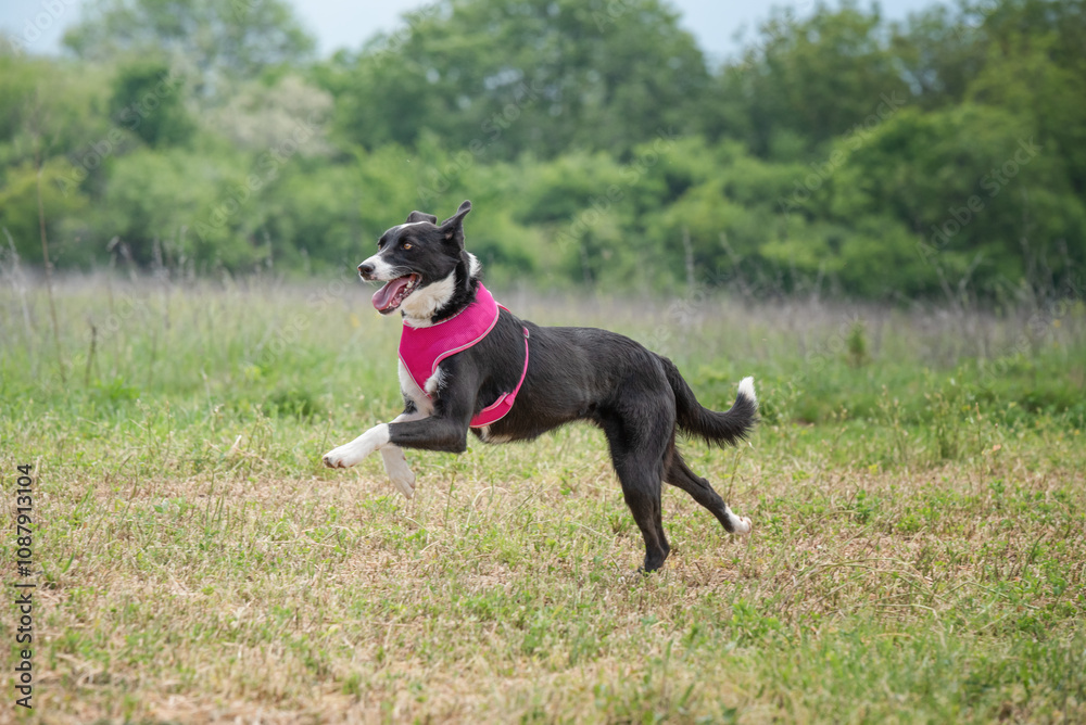 Black and white rescued dog during obedience training