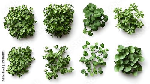 Set of cutout dichondra creeper plants and vines isolated on white realistic 3d rendering of lush green foliage natural design elements photo