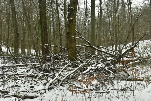 Végétation sous la neige en forêt de Soignes à Auderghem (Bruxelles)  photo