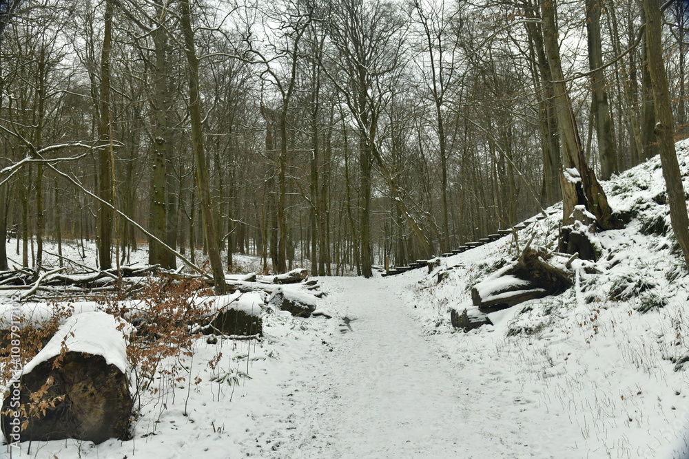 Chemin sous la neige en pleine forêt de Soignes à Auderghem Chemin sous la neige en pleine forêt de Soignes à Auderghem
